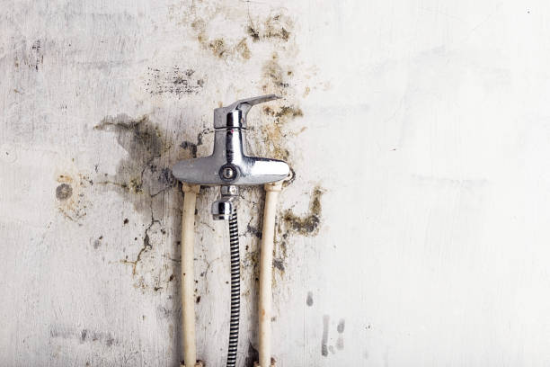 Best Emergency Mold Removal  in East Stroudsburg, PA