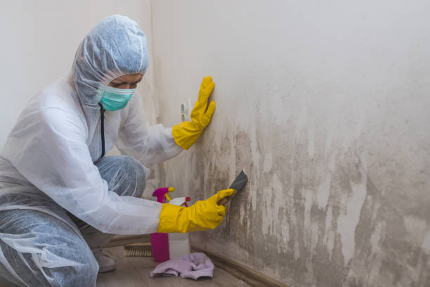 Home Mold Removal in East Stroudsburg, PA