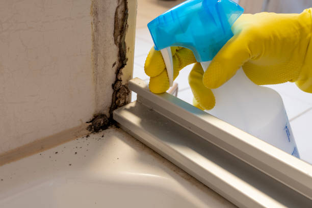 Best Mold Removal Process  in East Stroudsburg, PA
