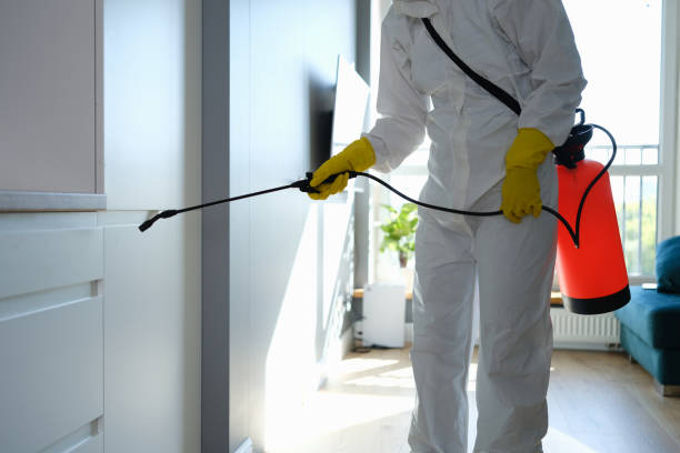 Best Certified Mold Removal  in East Stroudsburg, PA