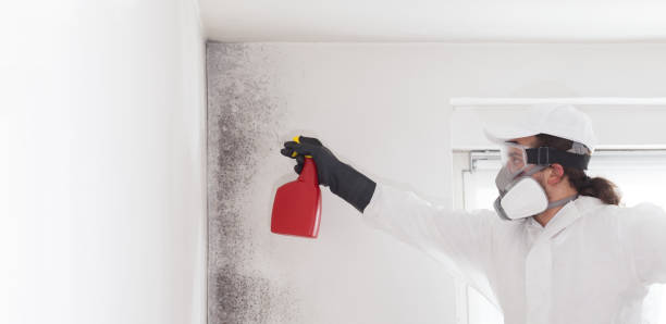 Mold Removal Process in East Stroudsburg, PA