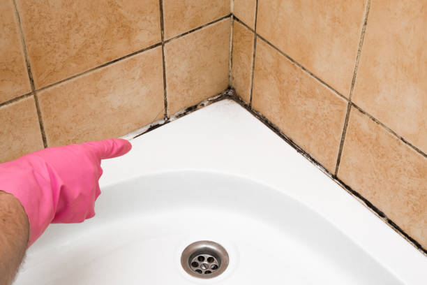 Professional Mold Removal in East Stroudsburg, PA